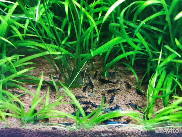 Аквариумные креветки синие