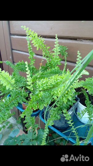 Алоэ вера настоящий эхинацея флоксы