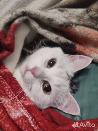 Няня для кошки/кота (котоняня)