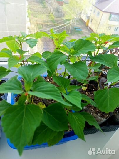 Растения для дома и сада