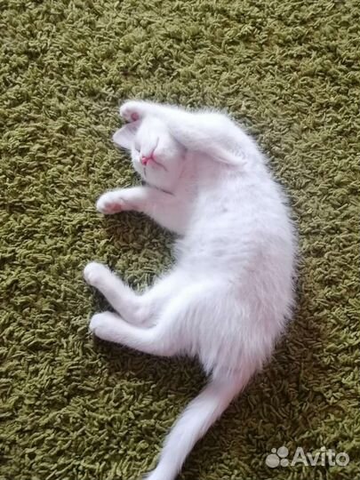 Кошка в дар