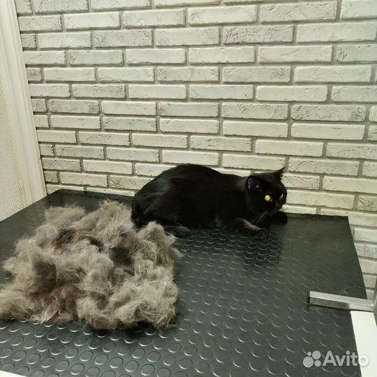 Стрижка кошек, экспресс линька. Груминг