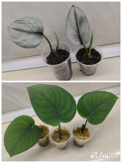 Сциндапсусы, Сингониумы, Филодендроны