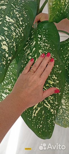 Диффенбахия Пикта