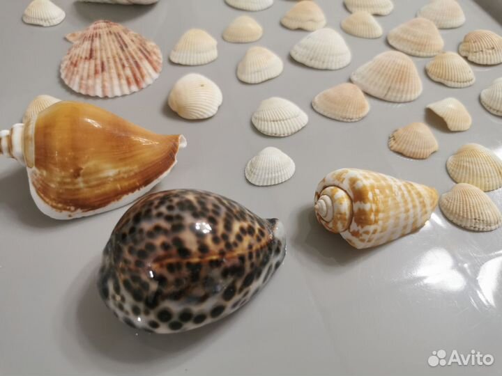 Ракушки, морские раковины