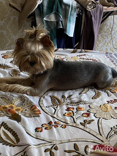 Йокшерский терьер