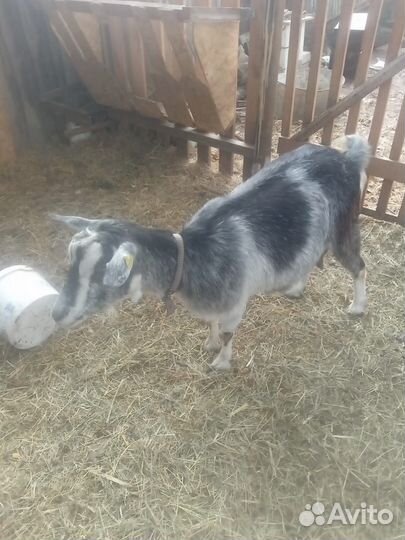 Дойные нубийские козы