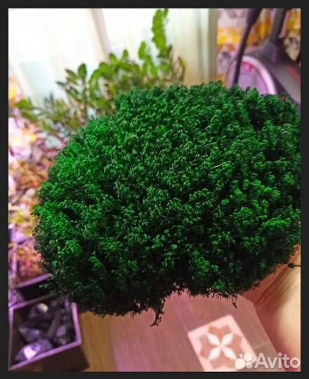 Стабилизированный мох для дизайнеров интерьера