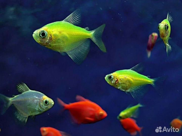 Аквариумные рыбки