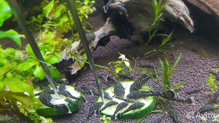 Сомики анциструсы, растения, улитки