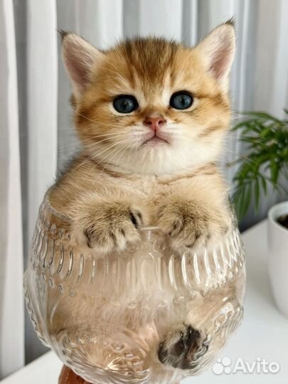 Котята британской шиншиллы