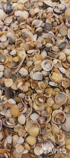 Ракушки для аквариума