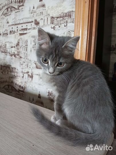 Котенок в добрые руки бесплатно