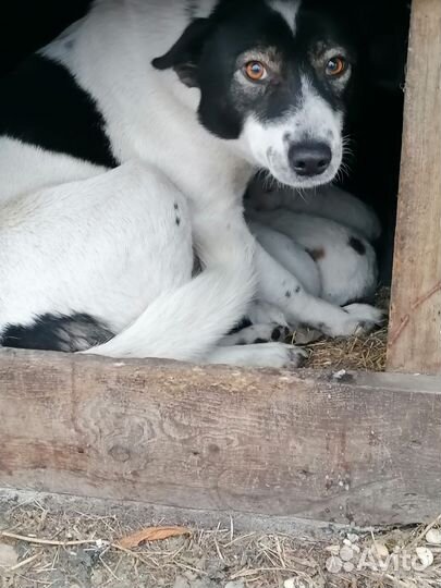 Щенки от дворняжки