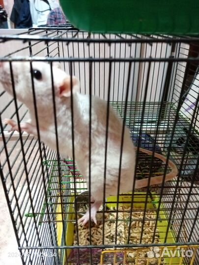 Декоративная крыса