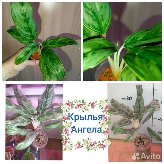 Аглаонемы тайские домашние