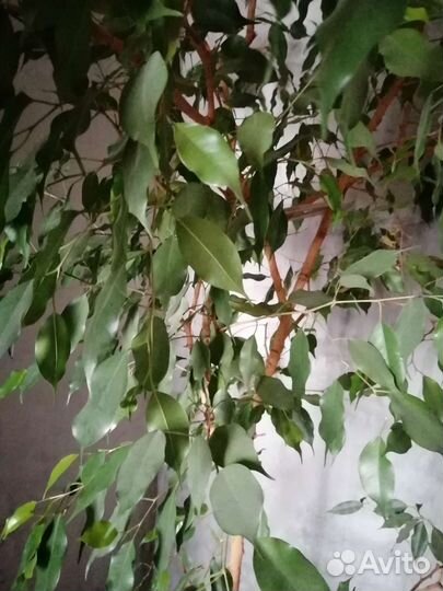 Фикус большой