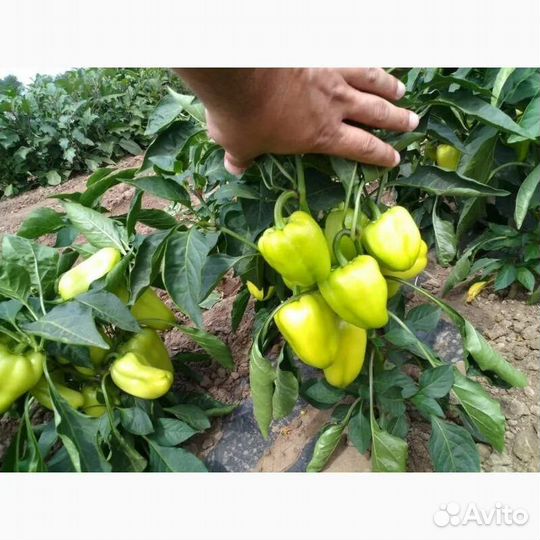 Рассада Башкирского перца не острый