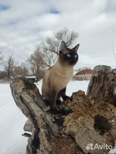 Вязка Тайский кот