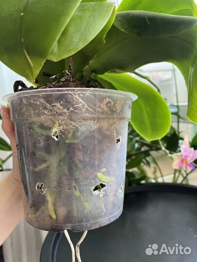 Орхидея liodoro бабочка