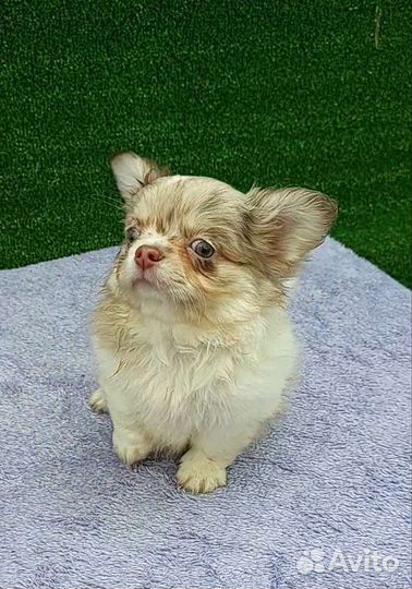 Чихуа мерле голубоглазый мальчик