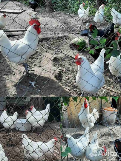 Молодки помесные, голошейка, петух амераукан