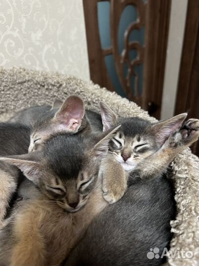 Абесинская кошка