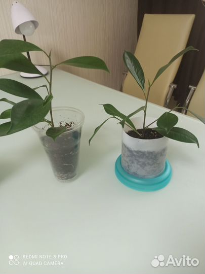 Фикус микрокарпа