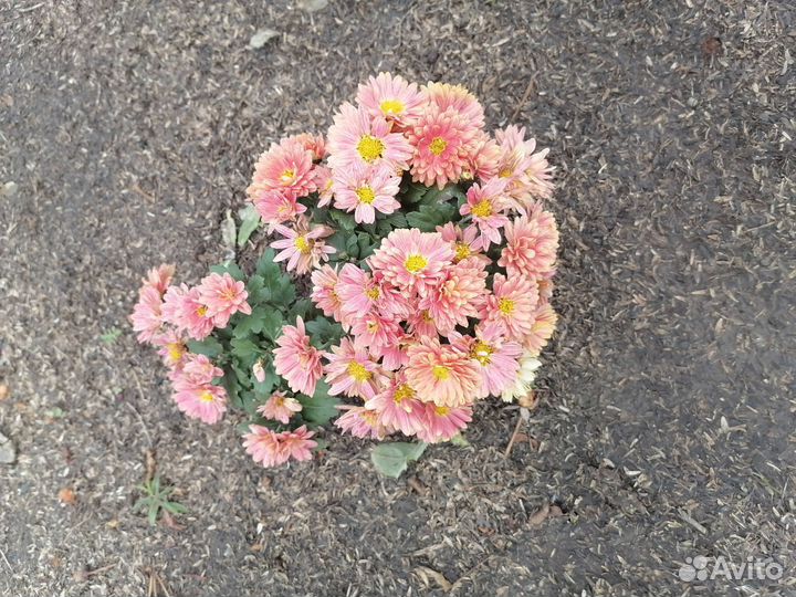 Хризантема шаровидная
