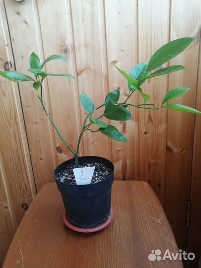 Лимон, Лимонное дерево, саженцы лимона