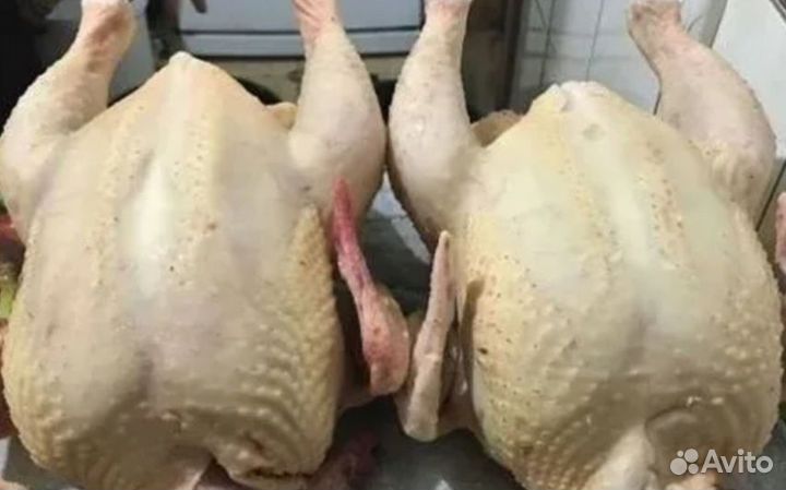 Кура домашняя