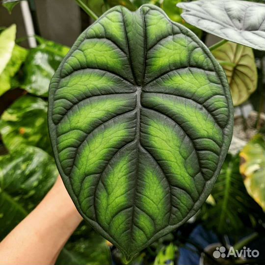 Алоказия шкура дракона
