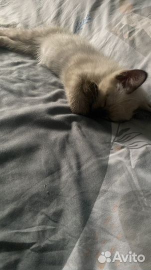 Тайские котята