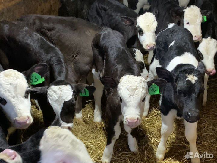 Бычки телята новый завоз