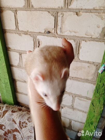 Домашний хорек девочка