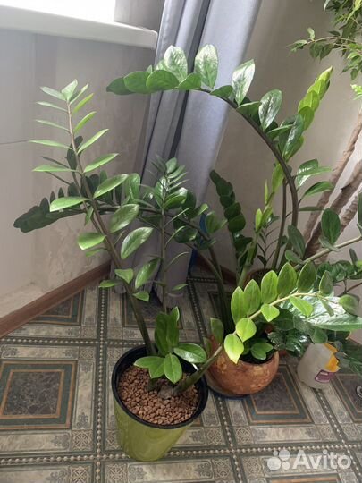 Замиокулькас