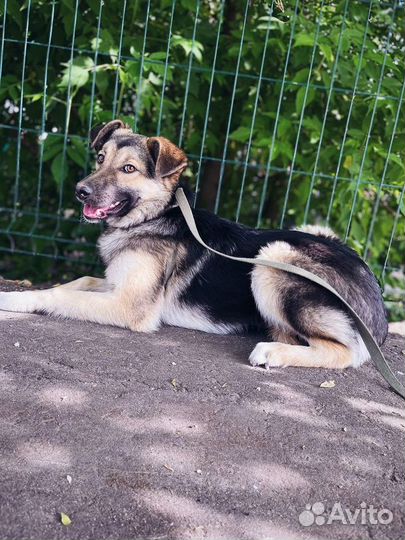 Собака попала в приют