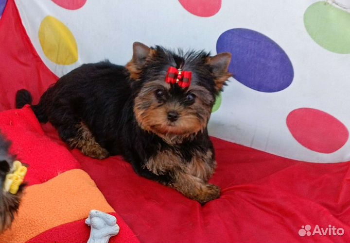 Красивые породные девочки. Беби фейс