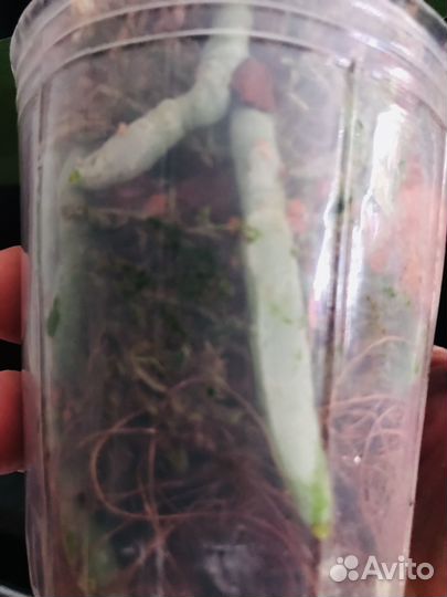 Орхидея фаленопсис Розовый пирог