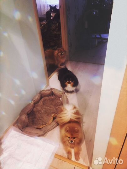 Передержка животных, выгул