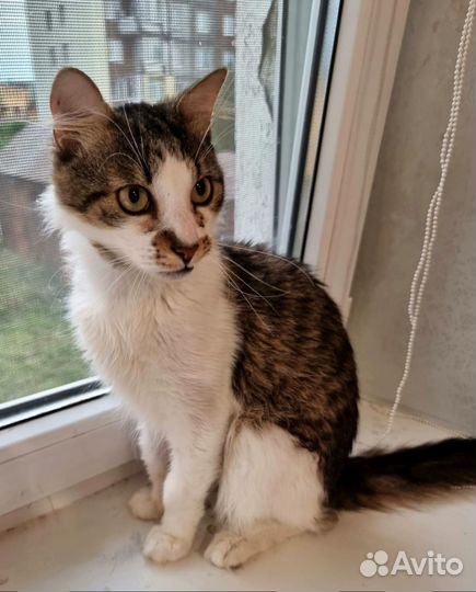 Отдам котика Шанса