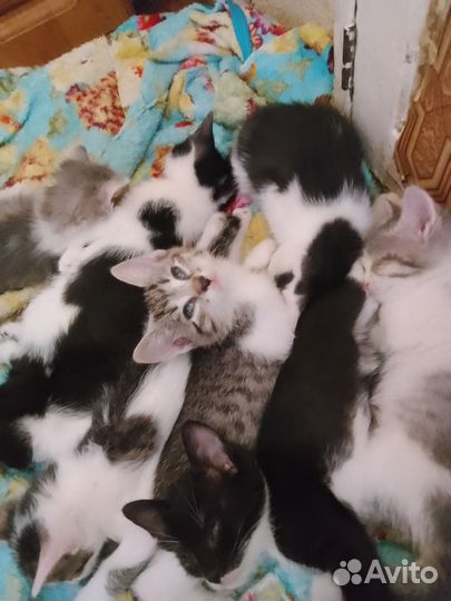 Кошка в дар