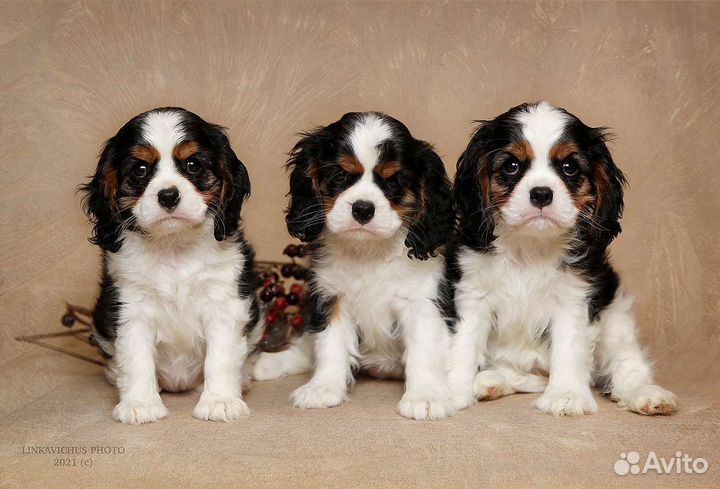 Кавалер кинг чарльз спаниель