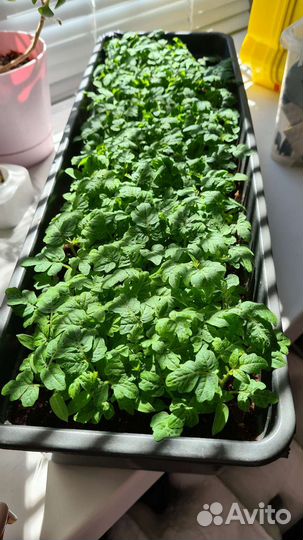 Рассада помидор. Байкальчики