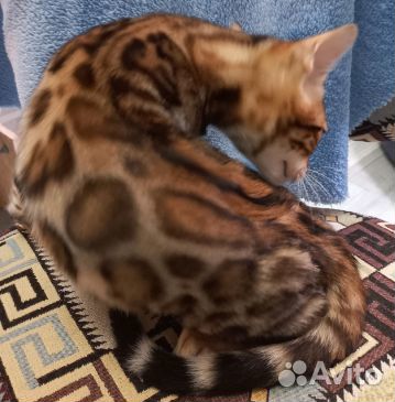 Бенгальские котята в элитных шубках редкого окраса