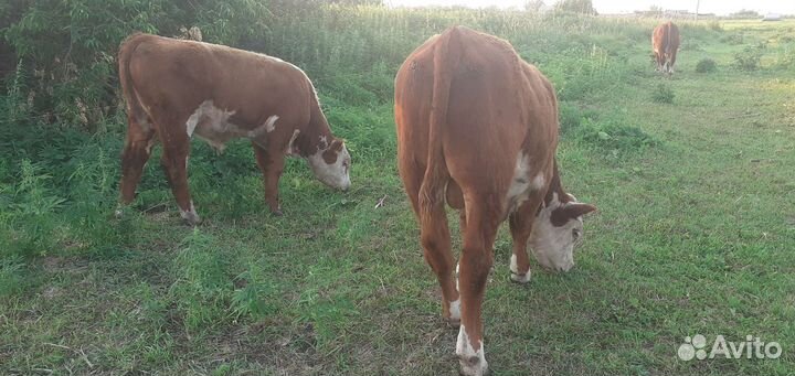 Бык Герефорд Бычки