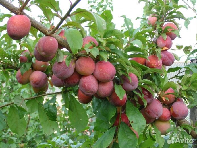 Саженцы сливы Оцарк Премьер