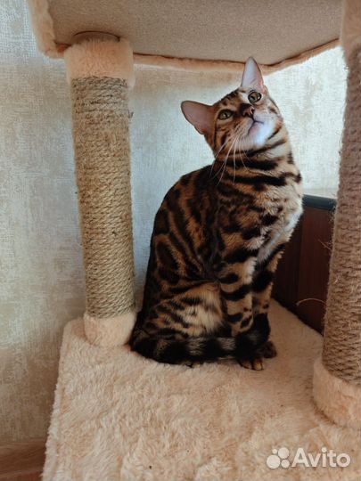 Бенгальская кошка