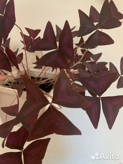 Домашний цветок