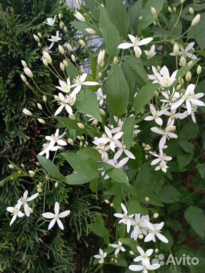 Пионы розовые, бордовые. Клематис белый мелкоцв